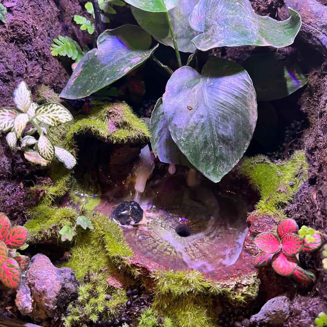 【値下げしました】レイアウト水槽 イモリウム カエルリウム