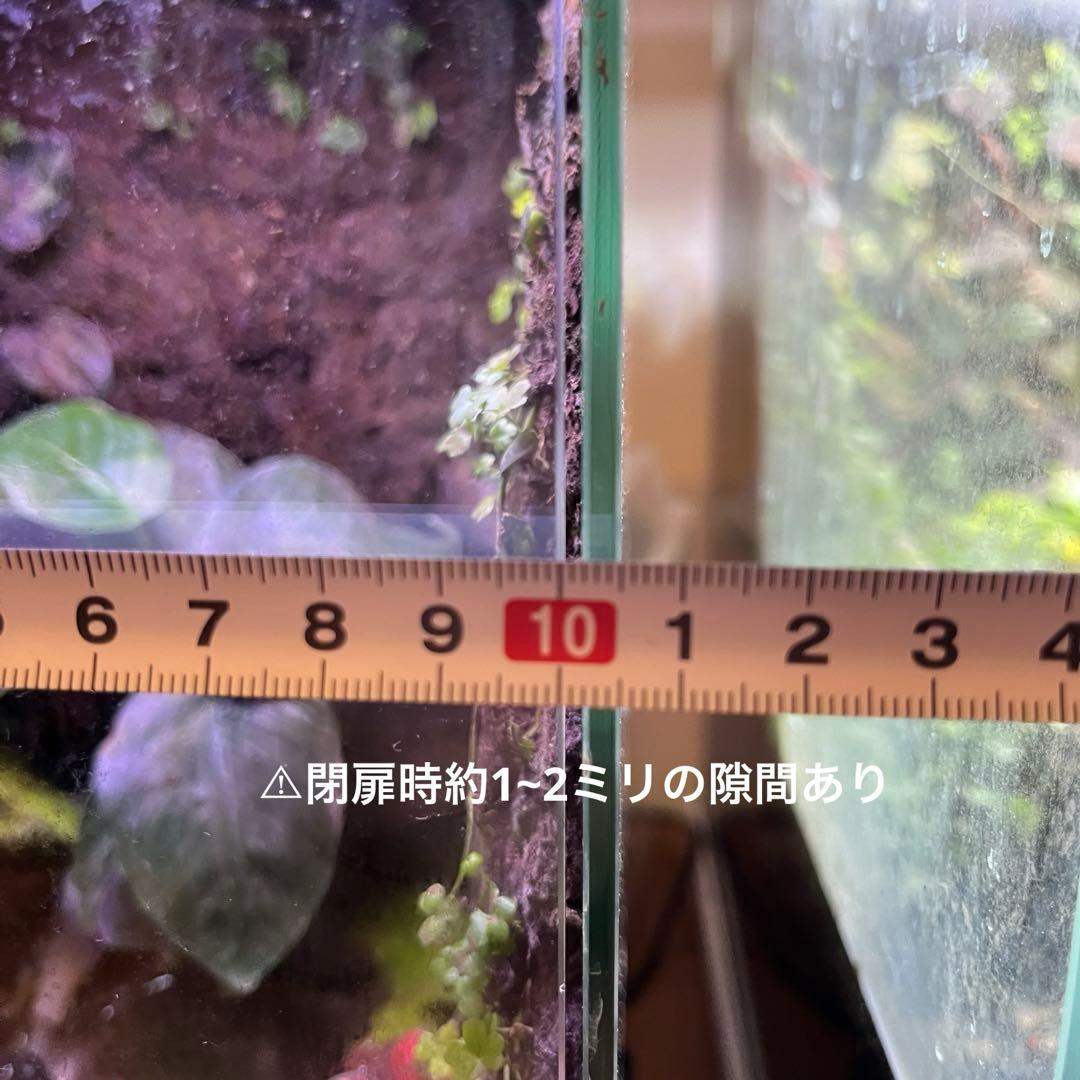 【値下げしました】レイアウト水槽 イモリウム カエルリウム