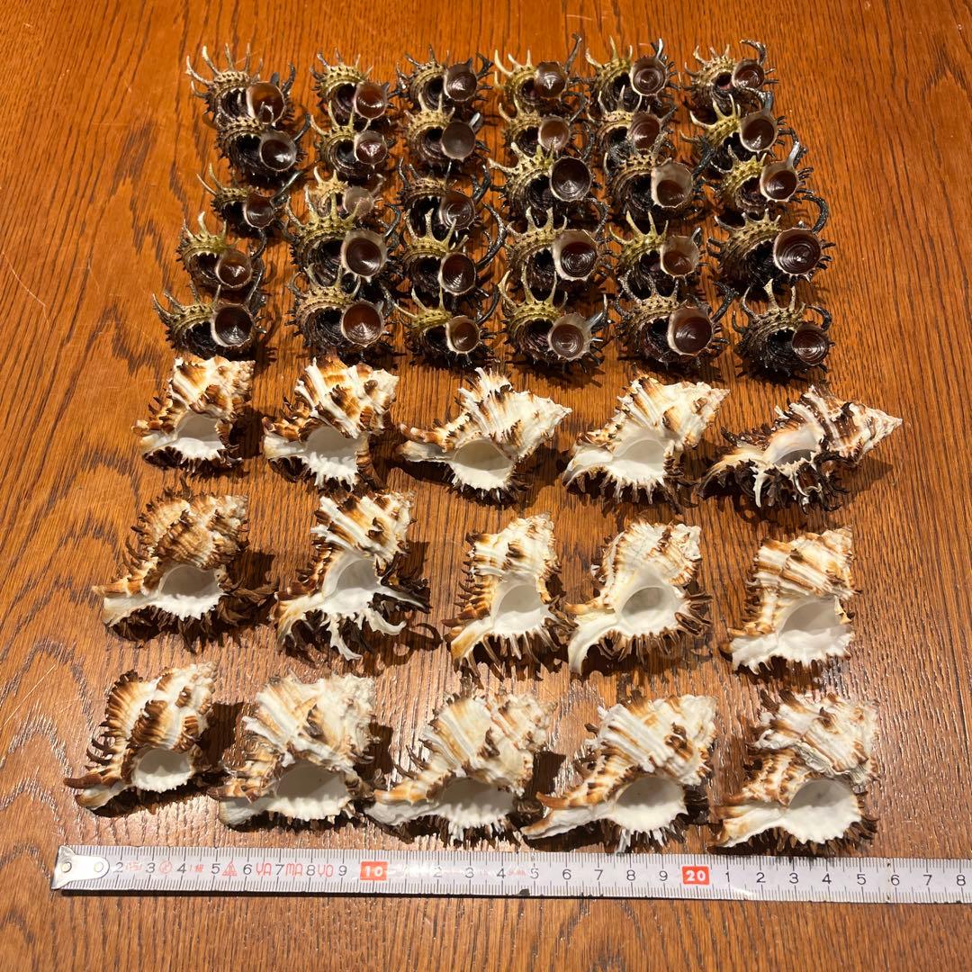 美品　ミサカエカタベ　30点　インド産　ノシメガンセキ　15点　計45点セット