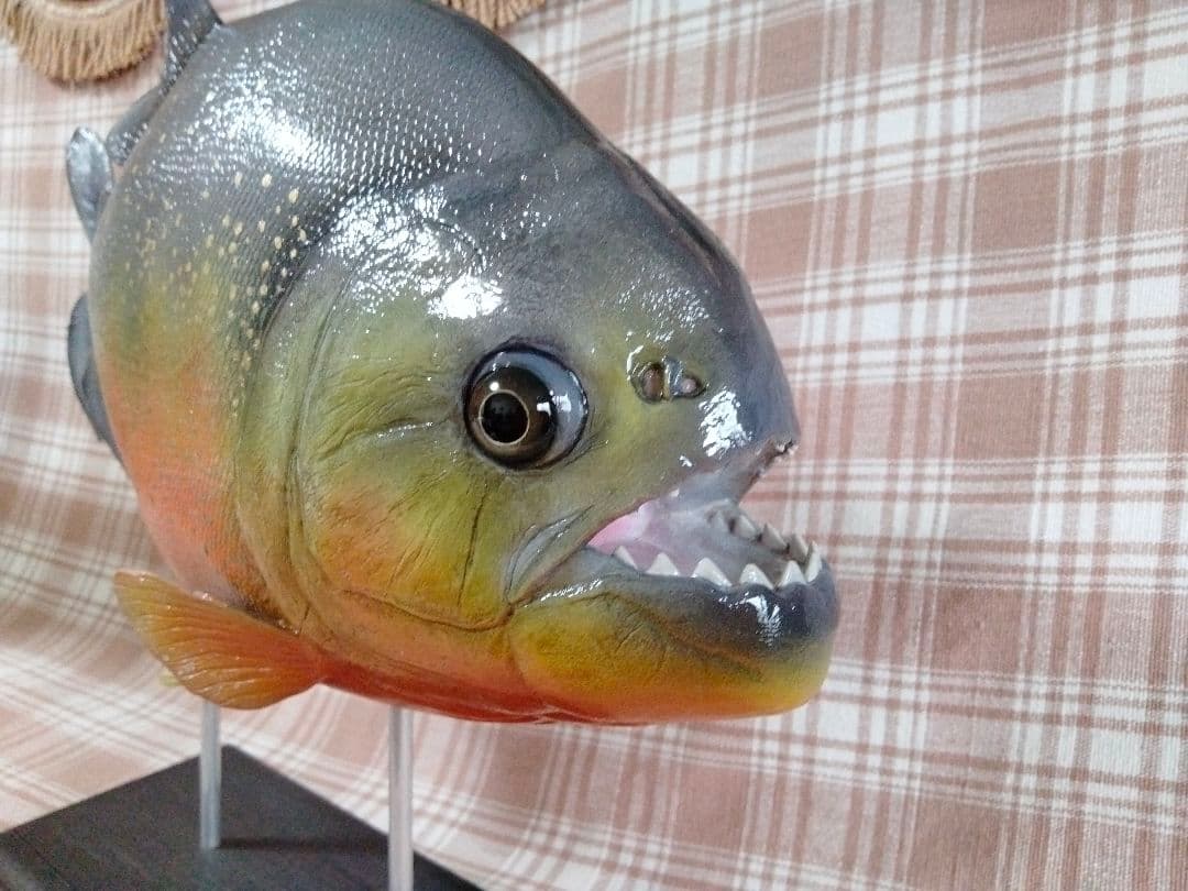 ハンドメイド38cmピラニア　オレンジ　フィギュア　レプリカ　熱帯魚　模型