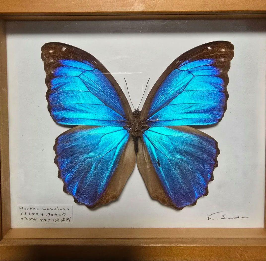 メネラウスモルフォ　蝶　昆虫標本　ビンテージ