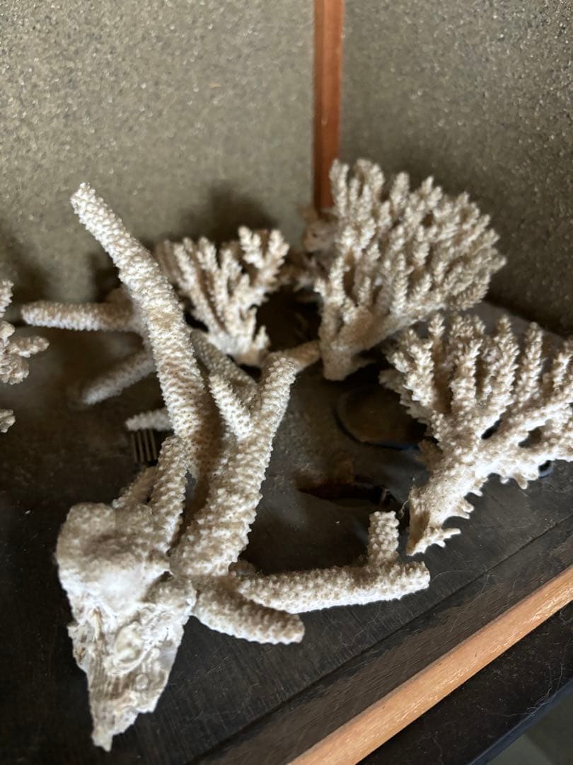 珊瑚　置物　塊1個バラ5個