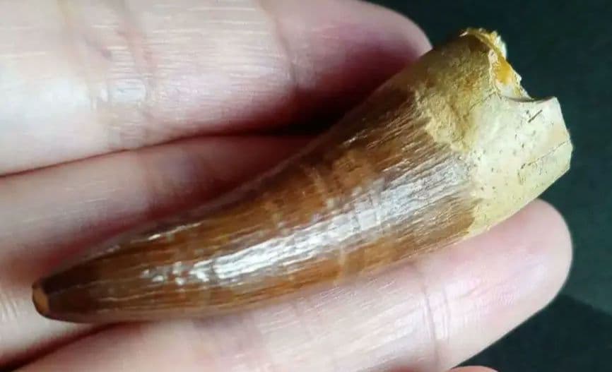 化石標本　絶滅種ワニ類　 ディロサウルス　極美麗