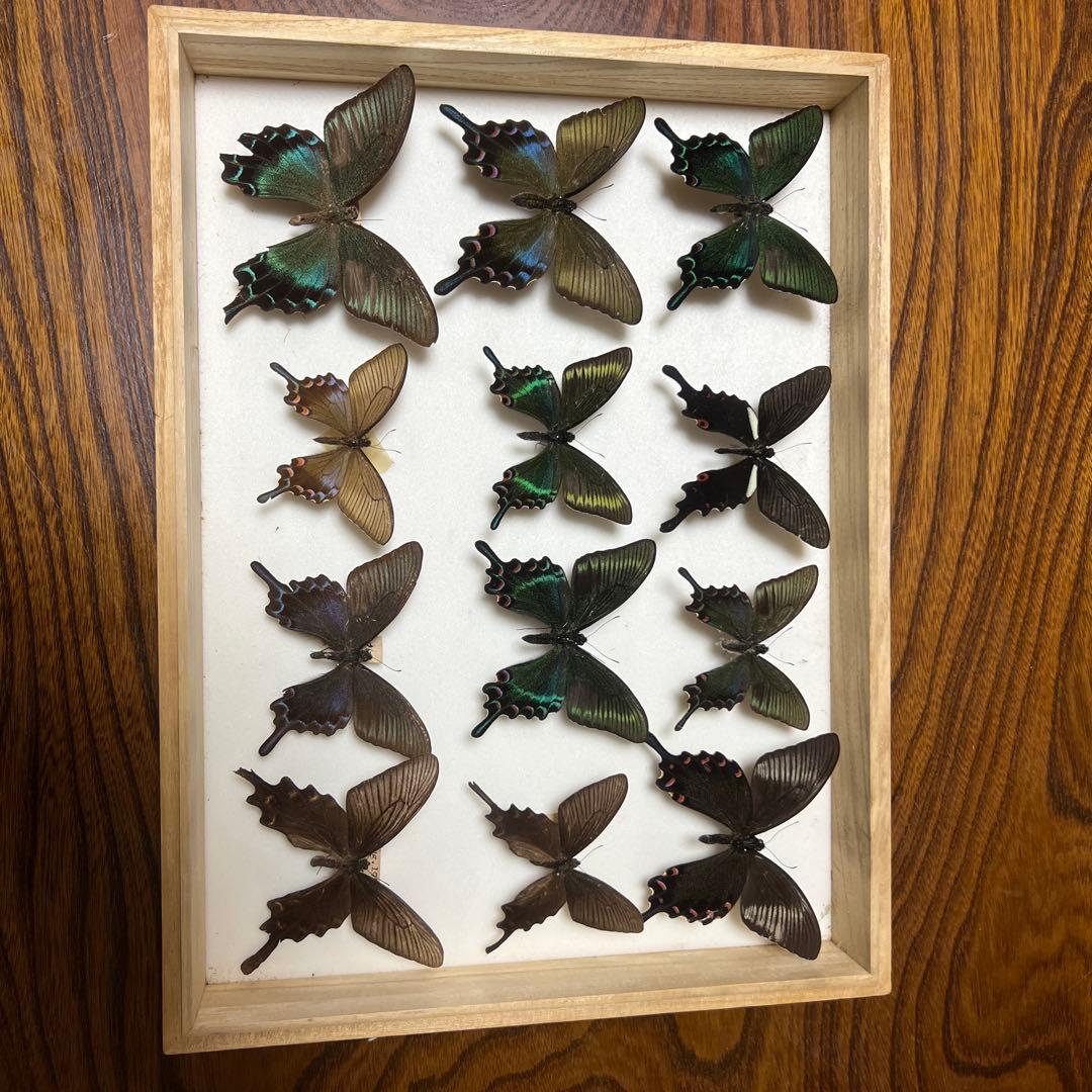 美しい蝶の標本 15匹 木製フレーム