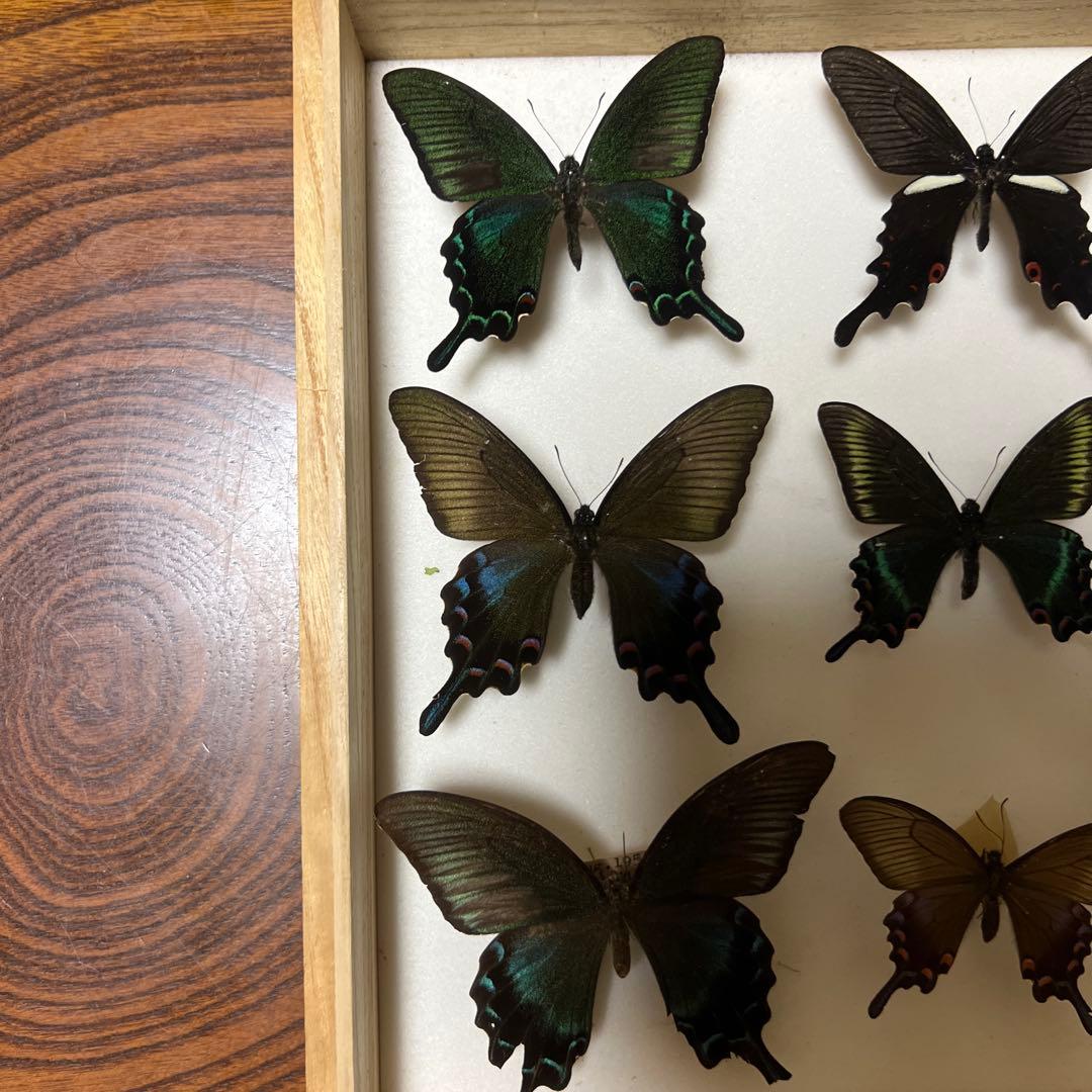 美しい蝶の標本 15匹 木製フレーム