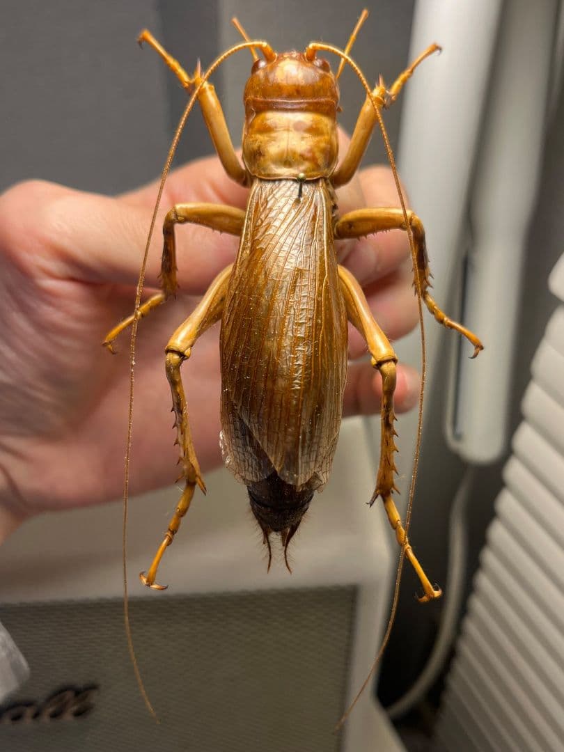 【特大極美】リオック Sia ferox コロギス 昆虫標本デュビアタランチュラ