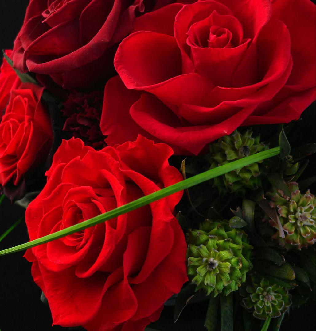 犬服・アクセサリー K