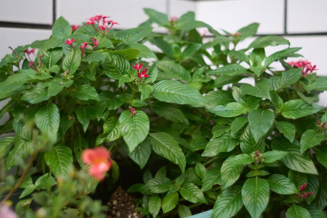 PENTAX Super-Takumar 35mm F2 M42 黄変改善品