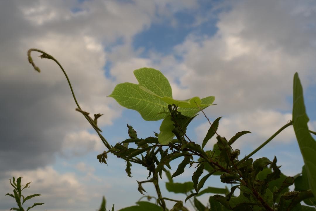 PENTAX Super-Takumar 35mm F2 M42 黄変改善品