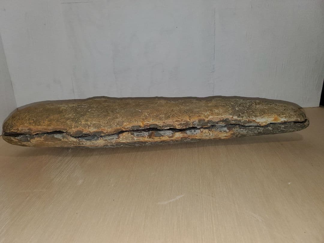 ブラジル産？　魚の化石