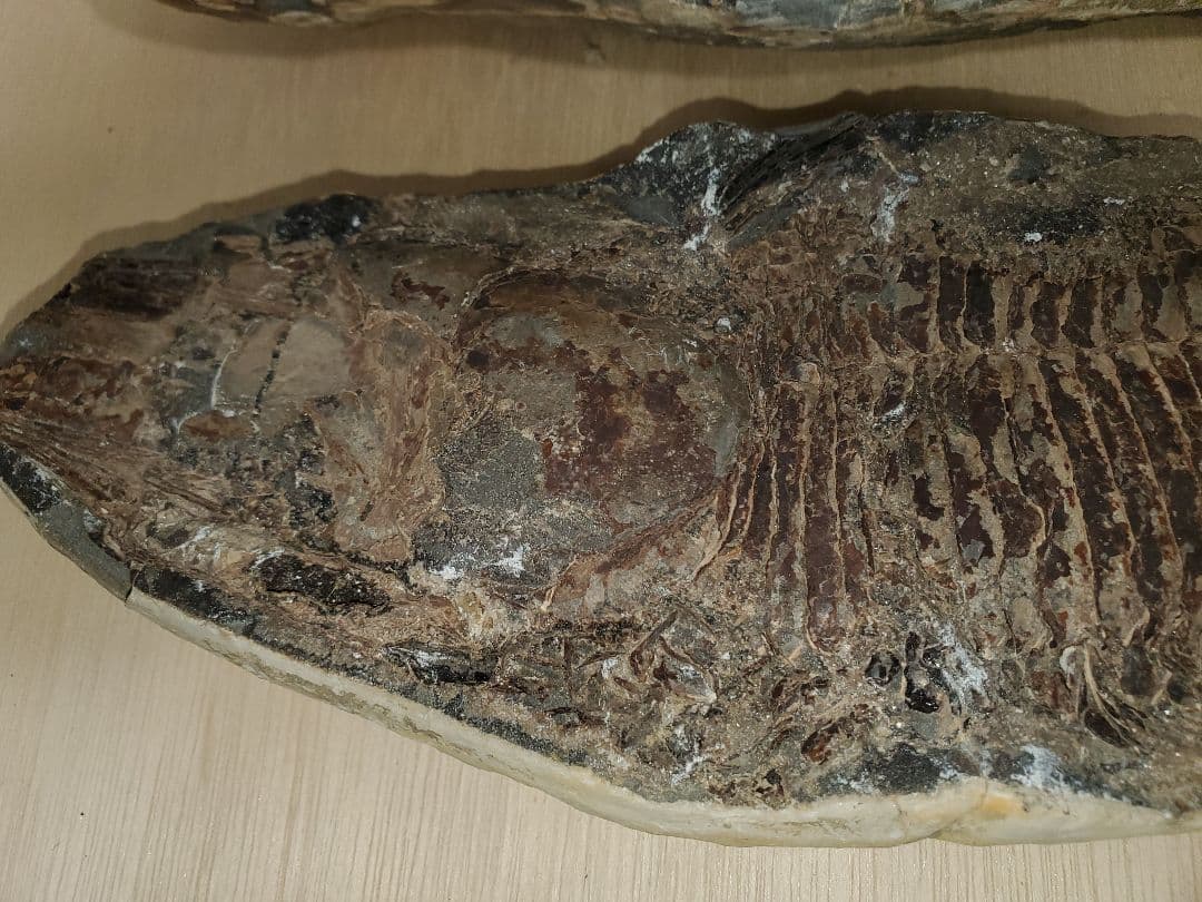 ブラジル産？　魚の化石