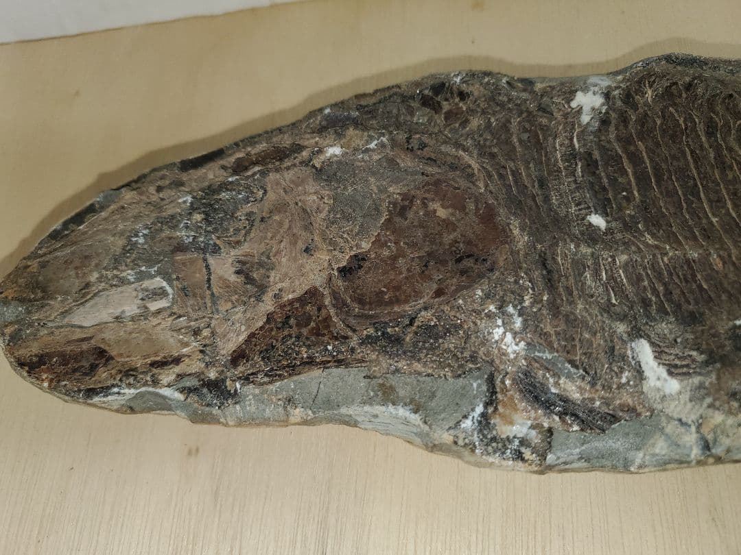 ブラジル産？　魚の化石