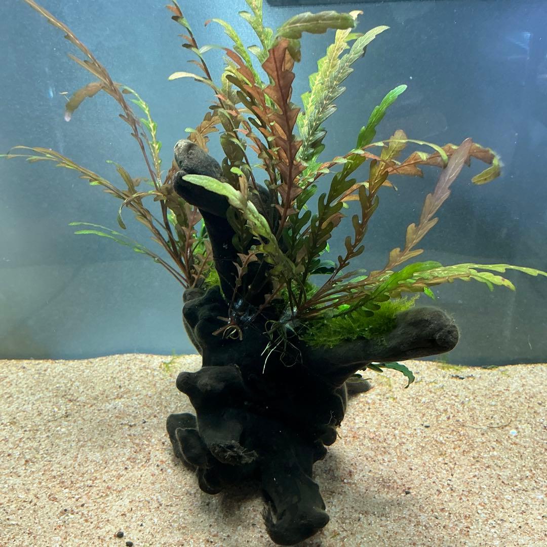 【速達】良型！ジャワモス活着キリンミニ20cmと南米モスミクロ17cm