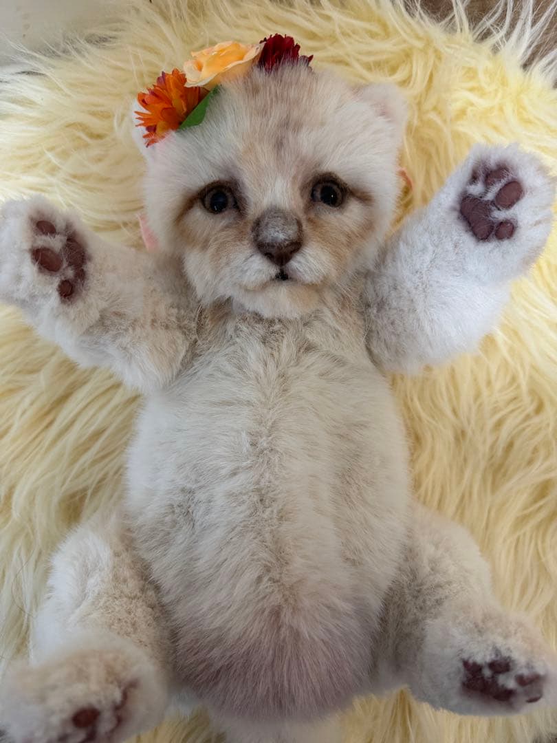 海外作家様作　アートドール　白ライオンの赤ちゃん