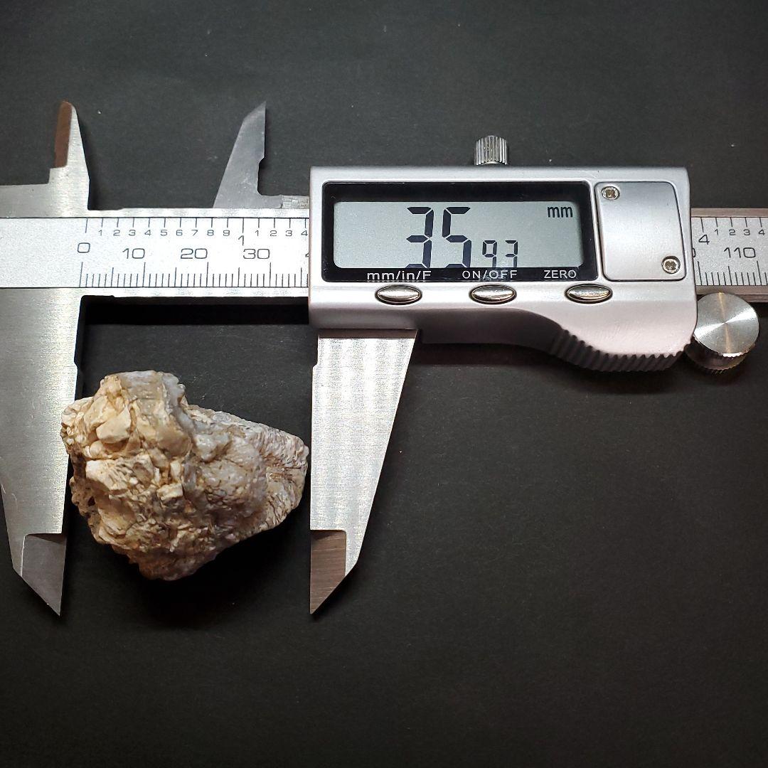 希少 カバ 化石 歯 本物 ジブチ共和国 35.93mm fr55