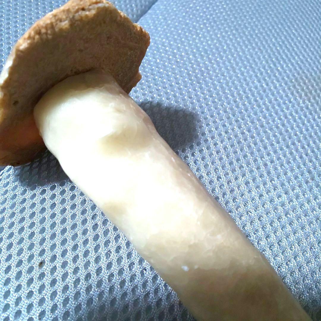 鍾乳石 長さ14.3cm