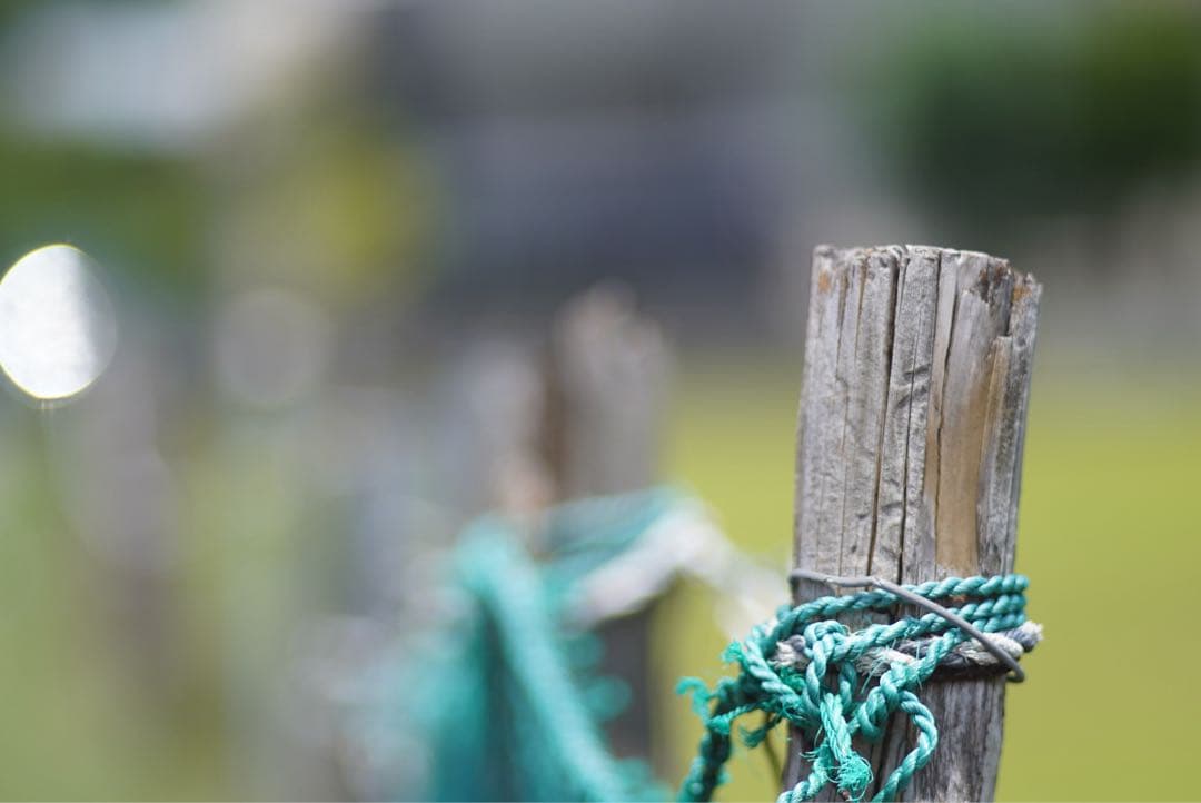 Canon LENS 100mmF2 Lマウント　作例あり