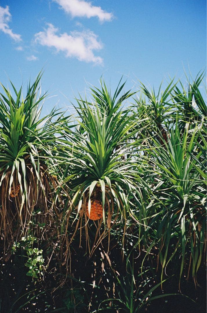 G*R様 CONTAX T2 コンパクトフィルムカメラ　チタンブラック