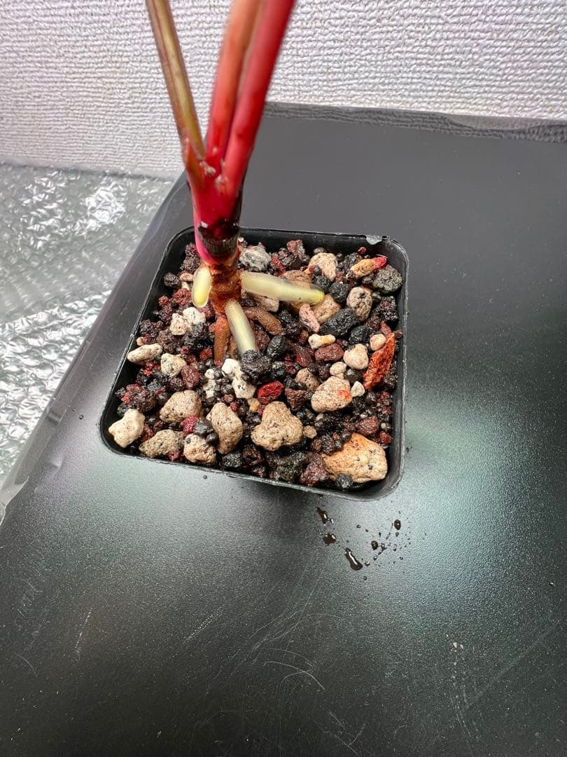 ブセファランドラ（斑入り株）Bucephalandra Pipto