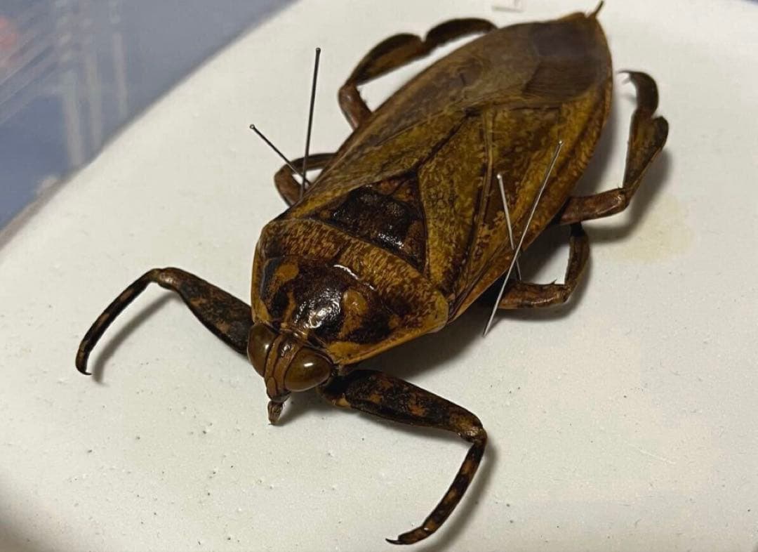 【超特大・約110mm】 ナンベイオオタガメ 標本 在庫1匹のみ 外国産