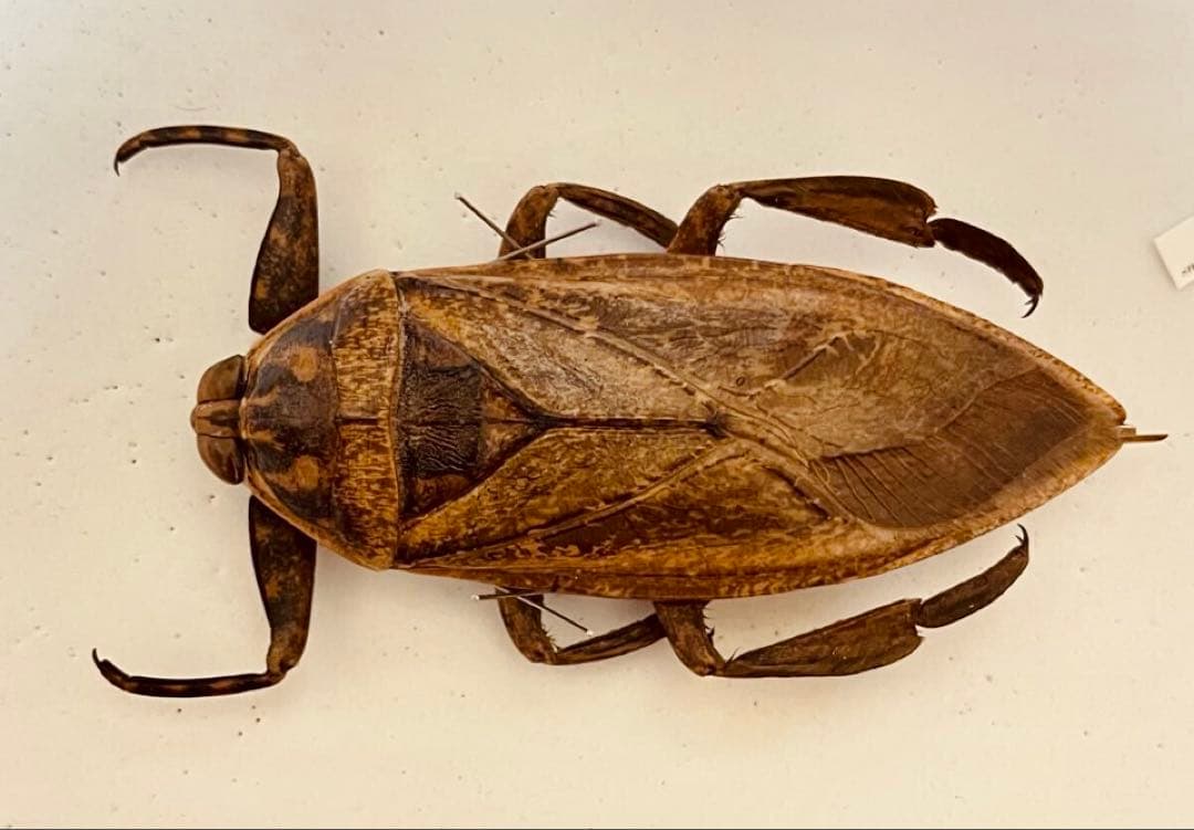 【超特大・約110mm】 ナンベイオオタガメ 標本 在庫1匹のみ 外国産