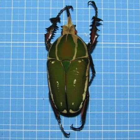 コンゴ産 赤道州 トルクアタ 79mm