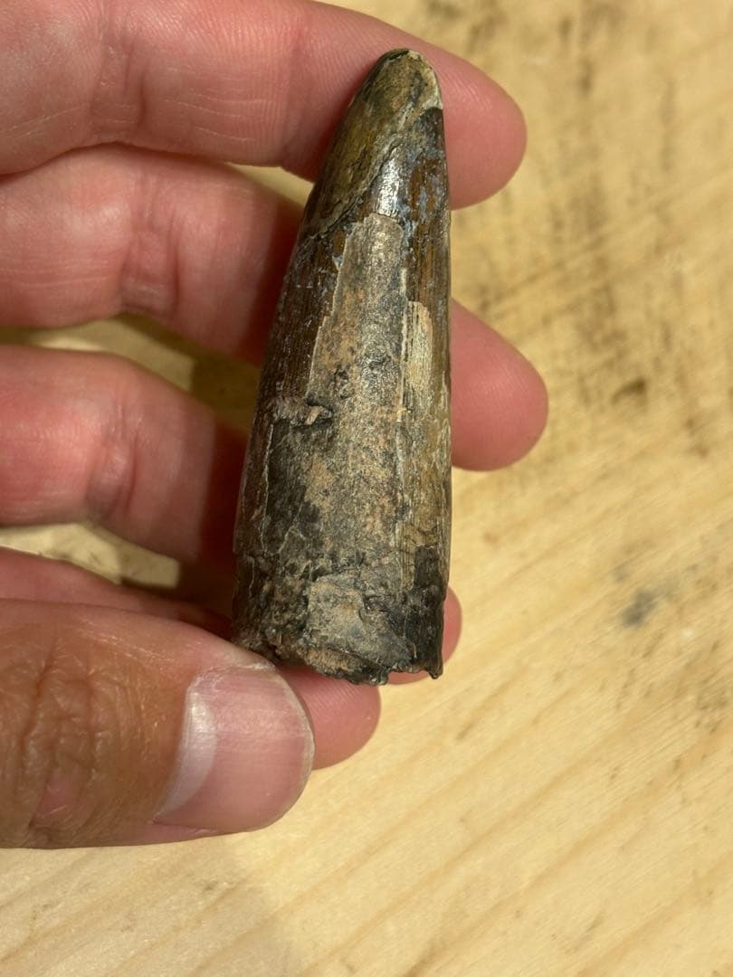 ニジェールのサルコスクスの歯　化石　恐竜