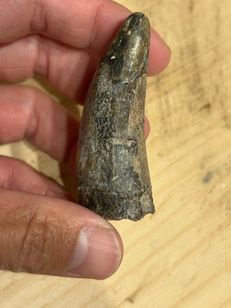 ニジェールのサルコスクスの歯　化石　恐竜