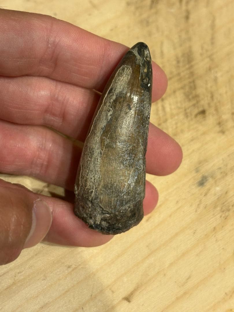 ニジェールのサルコスクスの歯　化石　恐竜