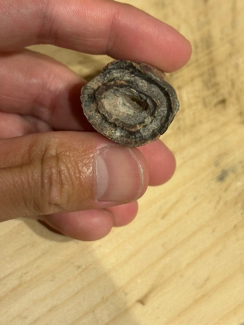 ニジェールのサルコスクスの歯　化石　恐竜