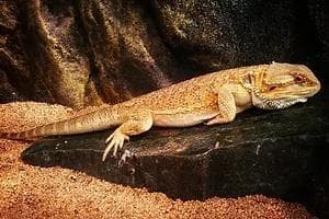 爬虫類　バスキングスロープ　16