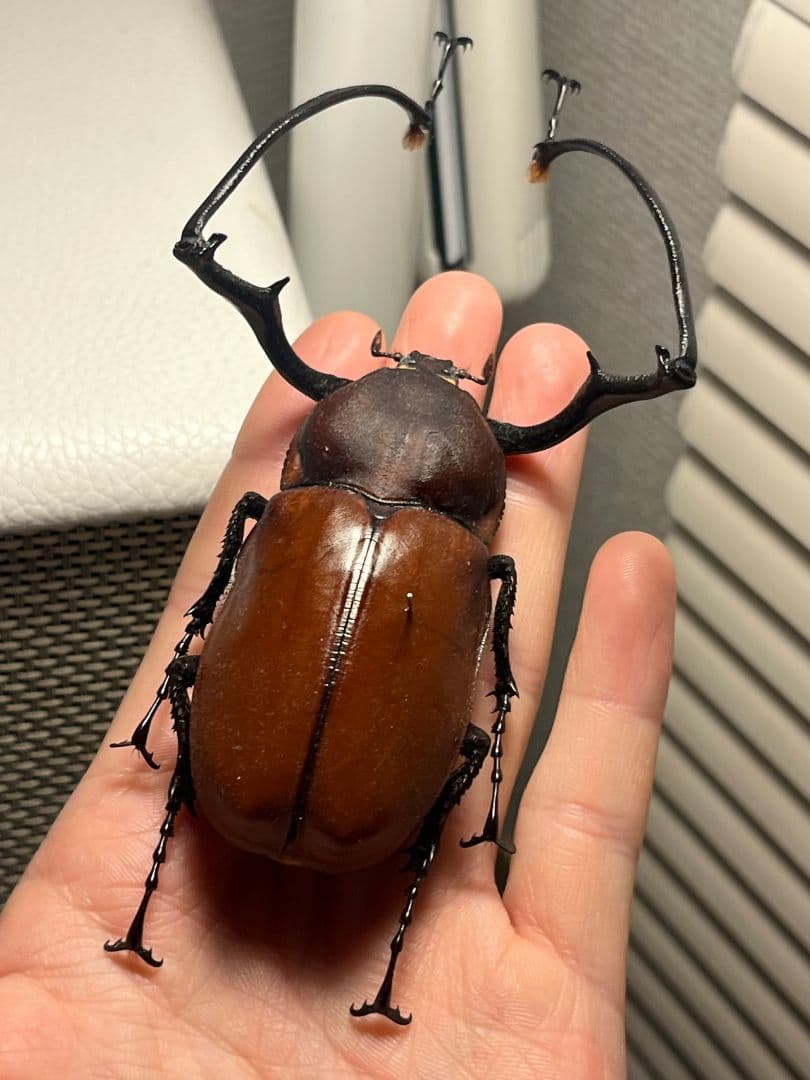 【71mm】セラムドウナガテナガコガネ テナガカミキリ昆虫標本