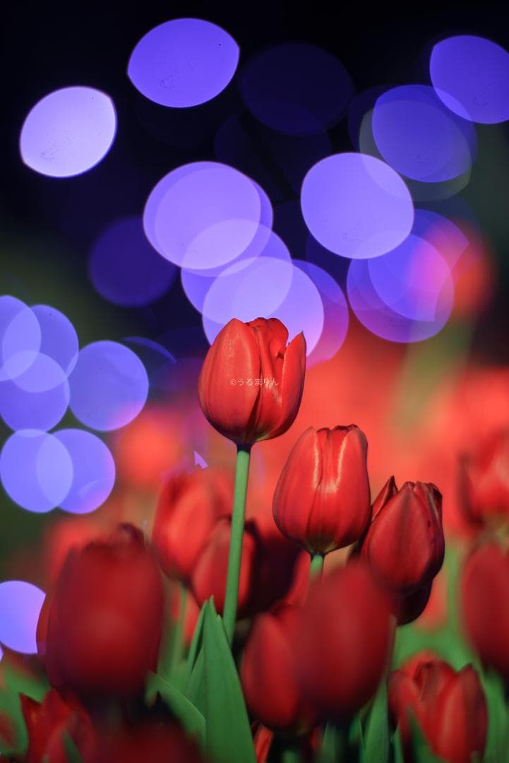 OH済！ポートレートに！CONTAX Planar 85mm F1.4 AEG