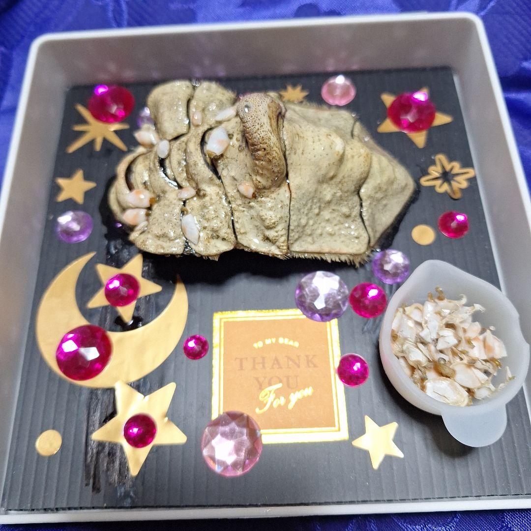 稀少レア四国太平洋沖深海生物タカアシガニふんどし腹リアル凹凸標本置物コレクション