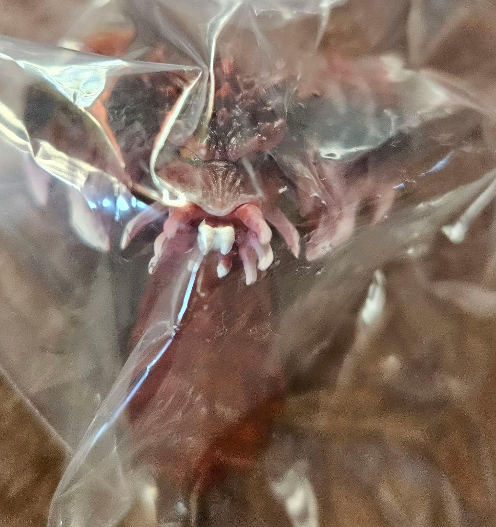 一番くじ ゴジラ 怪獣乱舞 -荒ぶるモノ- A賞B賞C賞D賞E賞 ラストワン他