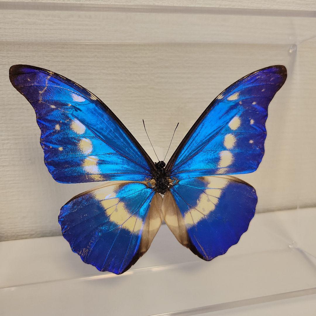 蝶の標本　モルフォの王様(珍1)