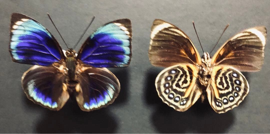 蝶標本　ファルキドンミイロタテハ　2♂