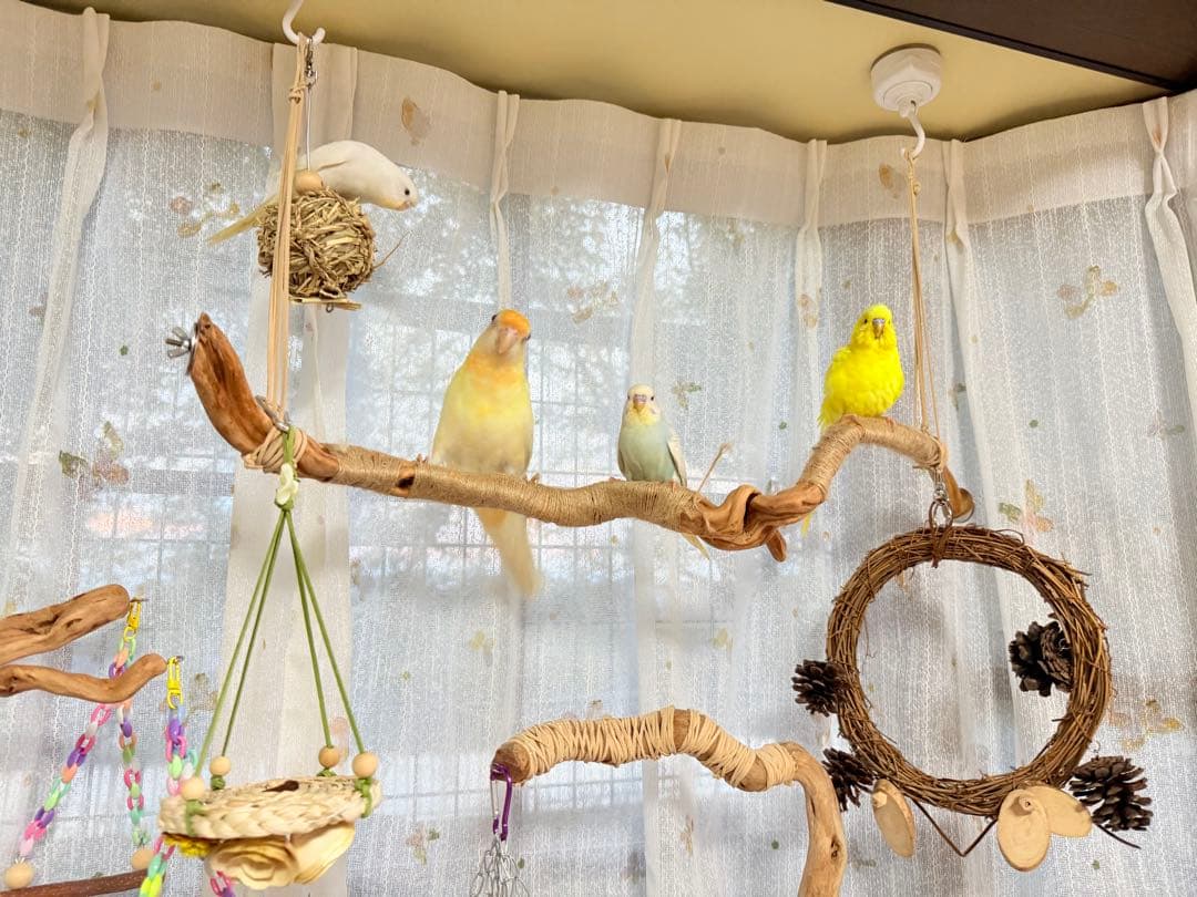 インコのおもちゃ 作品紹介