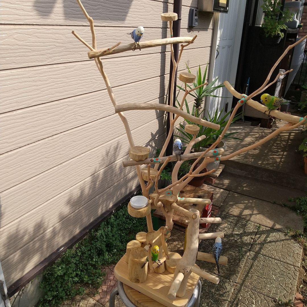 ココア牛乳インコバードアスレチックツリージム楽園シリーズ④