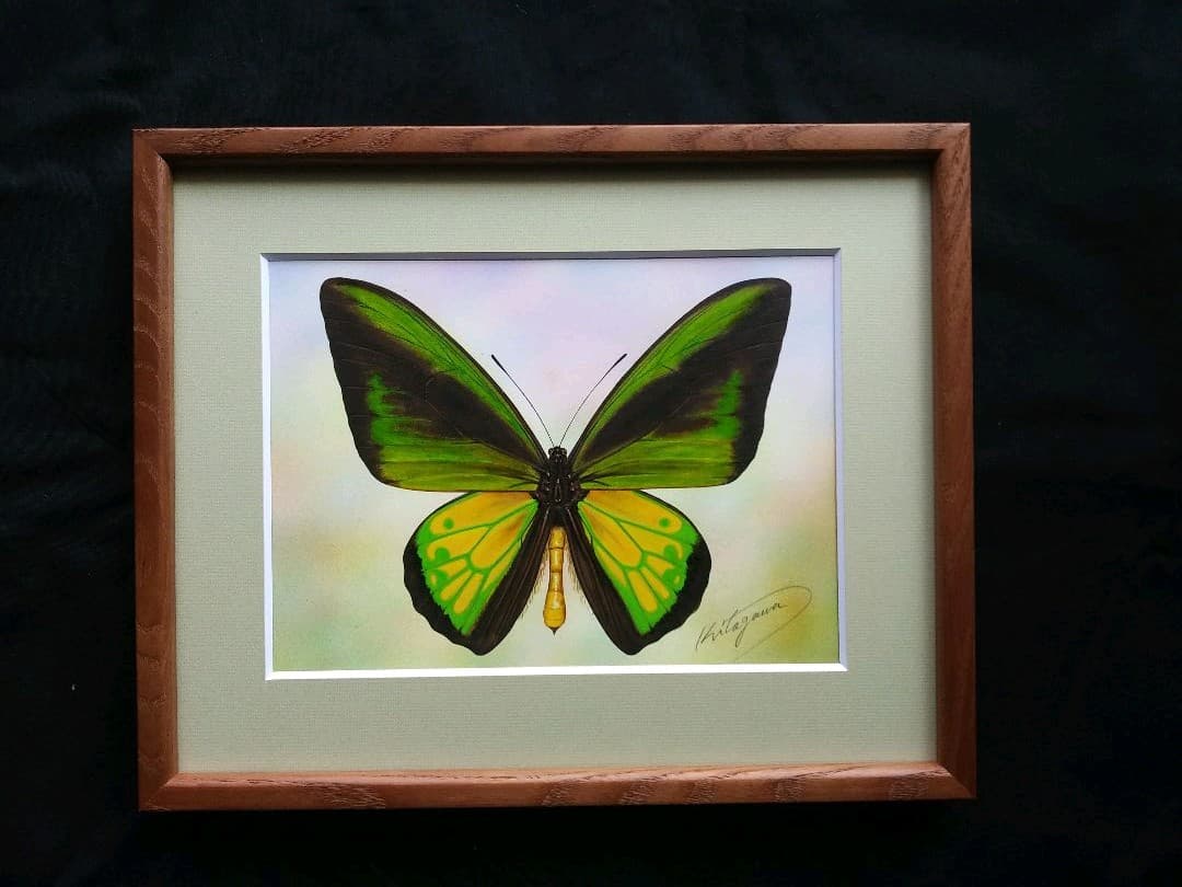 ゴライアストリバネアゲハ