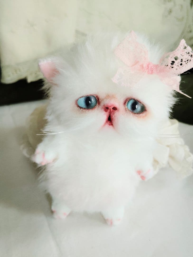 madame fufu様❤オーダー❤エキゾチック子猫ちゃん♡お腹ぽっこりちゃん♡