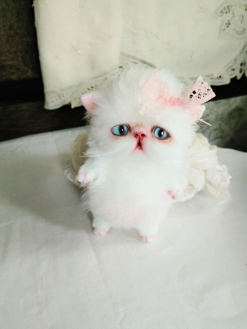 madame fufu様❤オーダー❤エキゾチック子猫ちゃん♡お腹ぽっこりちゃん♡