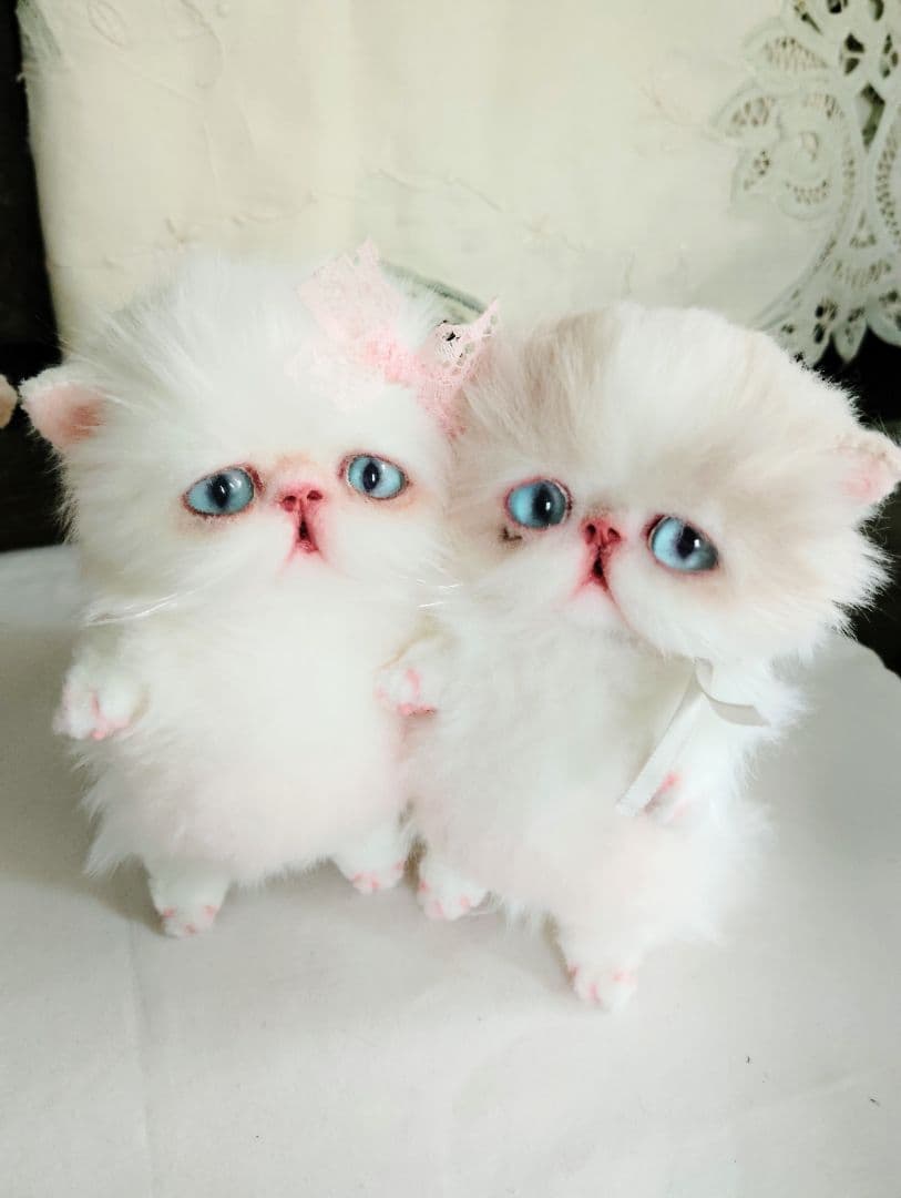 madame fufu様❤オーダー❤エキゾチック子猫ちゃん♡お腹ぽっこりちゃん♡