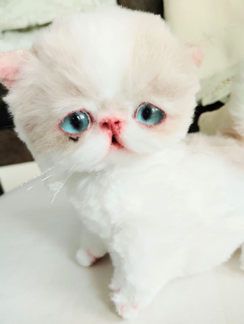 madame fufu様❤オーダー❤エキゾチック子猫ちゃん♡お腹ぽっこりちゃん♡