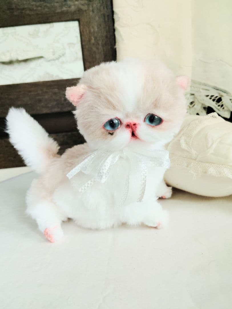 madame fufu様❤オーダー❤エキゾチック子猫ちゃん♡お腹ぽっこりちゃん♡