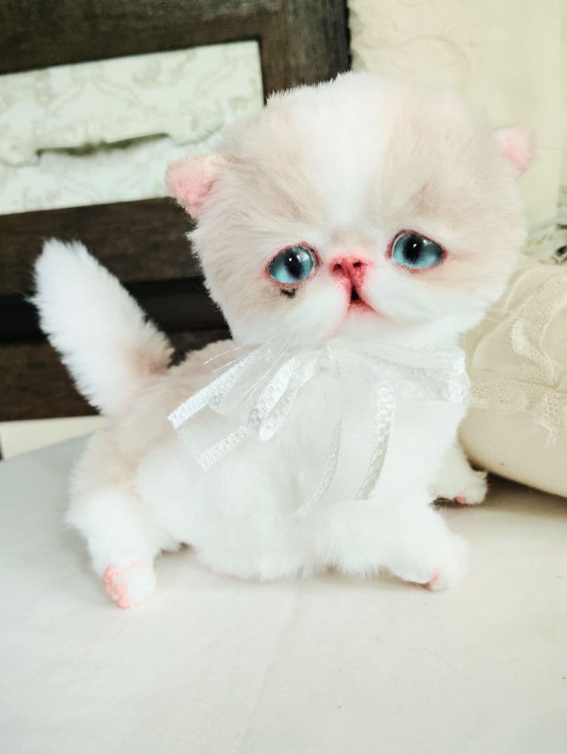 madame fufu様❤オーダー❤エキゾチック子猫ちゃん♡お腹ぽっこりちゃん♡