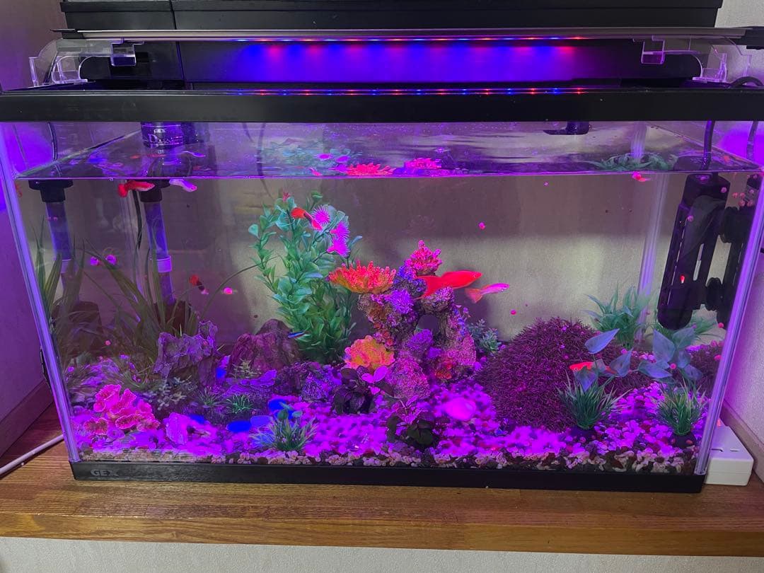 GEX 中型ガラス水槽 LEDライト付き