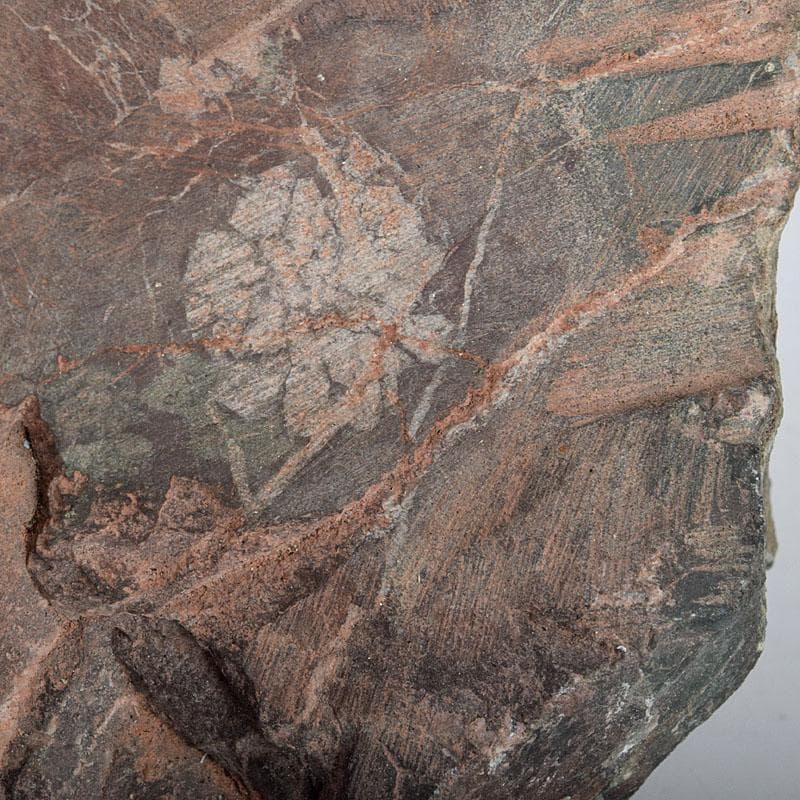 天然石　鑑賞石　菊花石　置物　重さ約1149g　N　8898