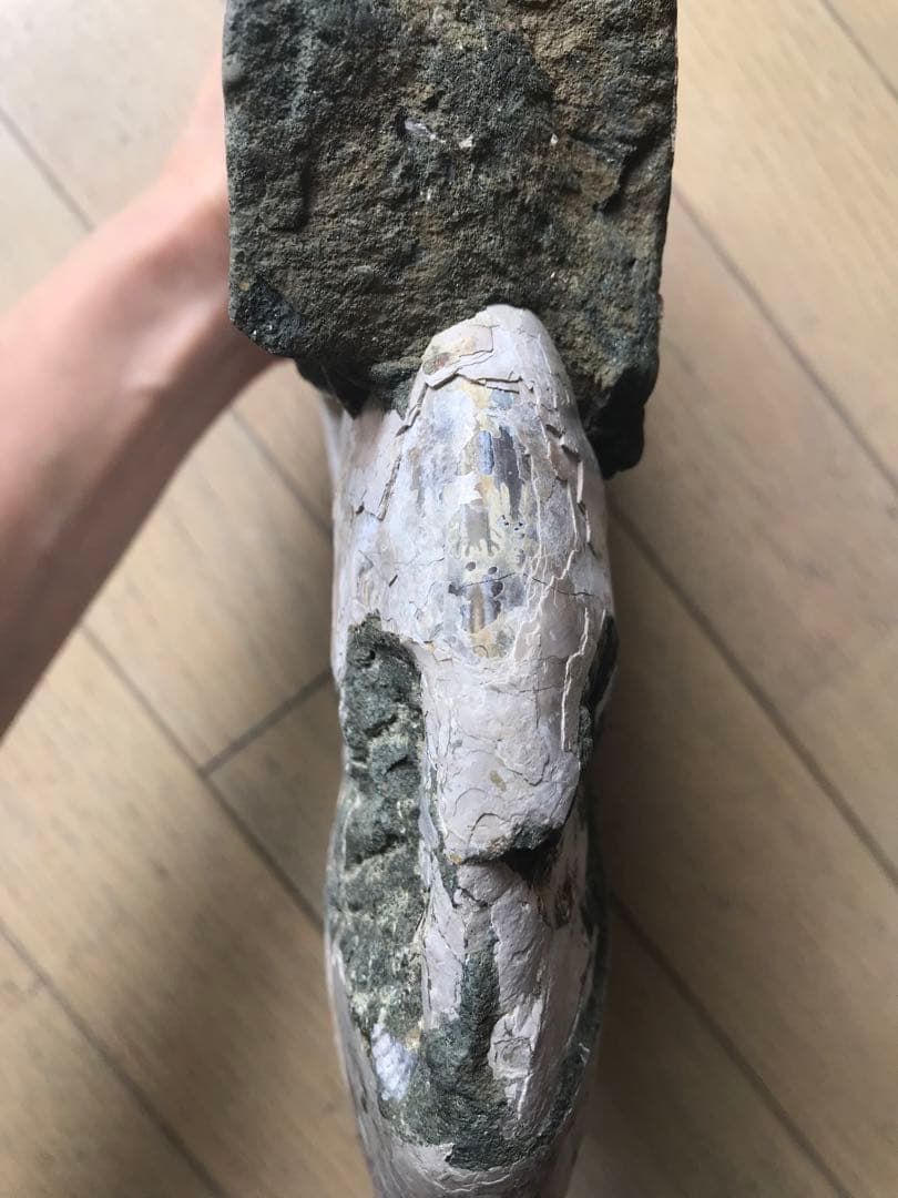 〈新入荷〉マダガスカル産　アンモナイト化石青（ビューダンティセラス）超特大サイズ