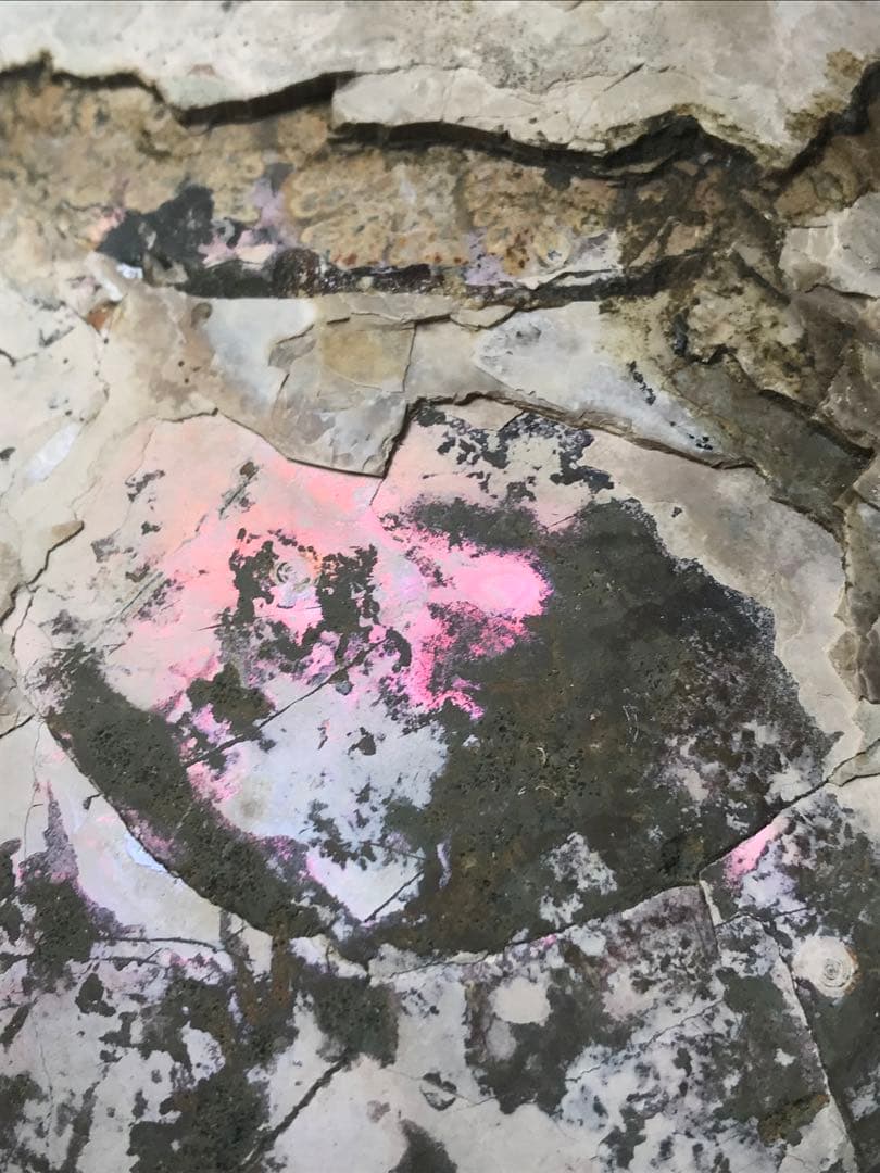 〈新入荷〉マダガスカル産　アンモナイト化石青（ビューダンティセラス）超特大サイズ